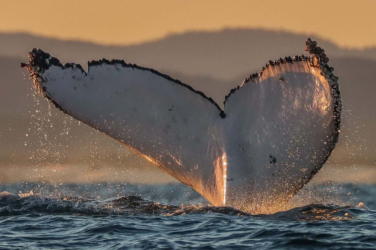Researchers studying humpback whales on the Quandamooka Sea Country have captured the first documented underwater video of humpback calves' nursing in Australian waters.