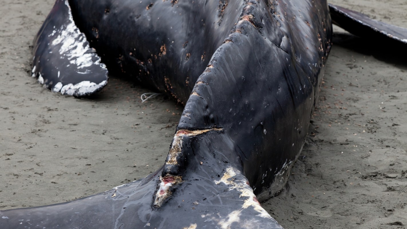 A young humpback whale tragically became stranded on an Oregon beach after a distressing entanglement with crab pot lines.