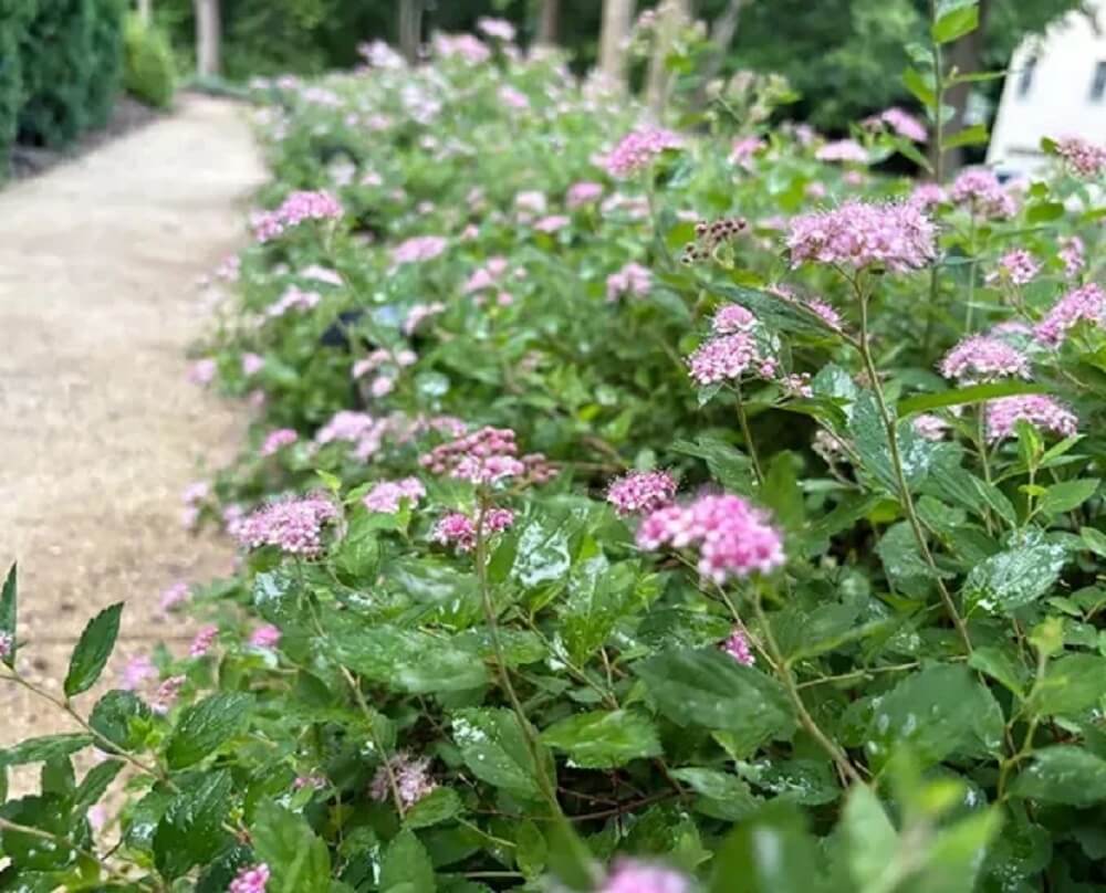 One Redditor shared their frustration with an invasive row of Japanese spirea shrubs and how they discovered it.