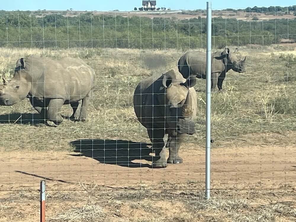 A Texas homeowner took to Reddit to share a bizarre sight: pet rhinos on their neighbor's property.
