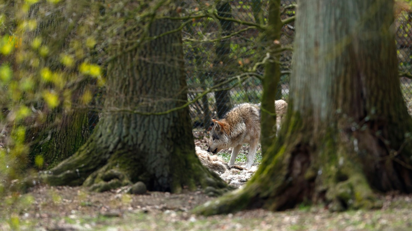 Researchers have found wolves using crab traps in British Columbia, demonstrating a surprising level of intelligence.