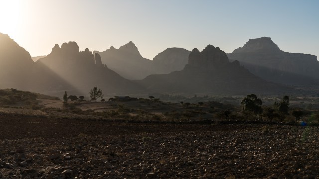 Prosopis, an invasive tree, has been wreaking havoc on Ethiopian communities for decades.