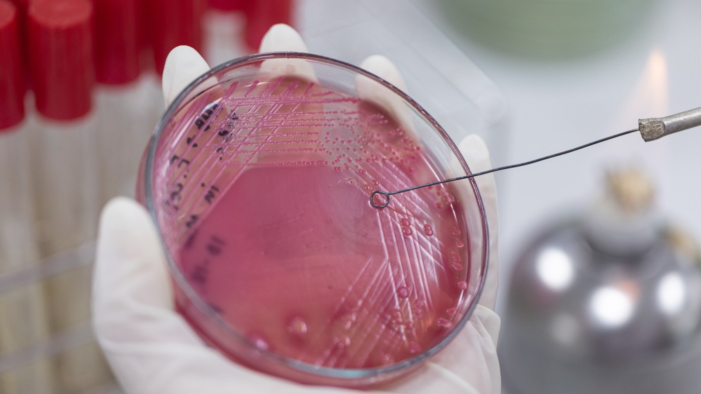 A new study reveals that microplastics may be acting as vehicles for dangerous, antibiotic-resistant bacteria.