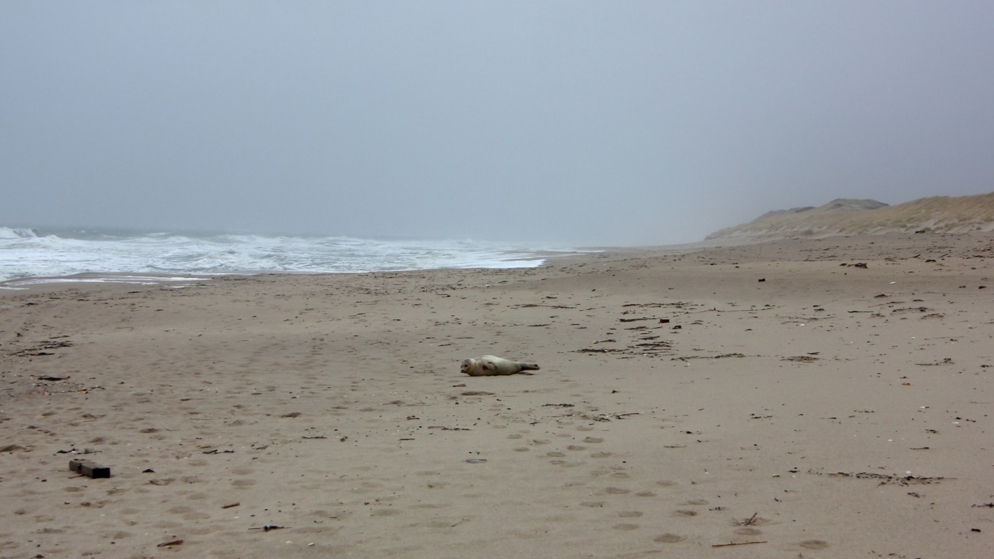 A young gray seal, named Carrom, was rescued and rehabilitated by the RSPCA before tragically dying because of discarded fishing gear.