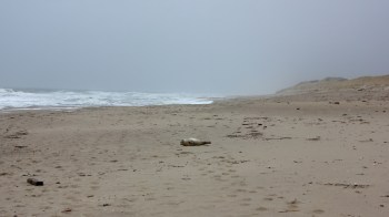 A young gray seal, named Carrom, was rescued and rehabilitated by the RSPCA before tragically dying because of discarded fishing gear.