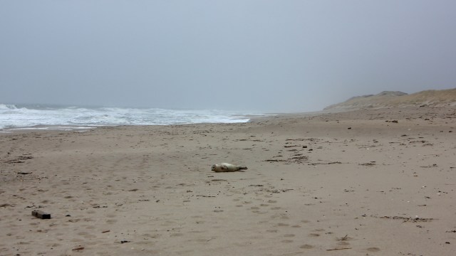 A young gray seal, named Carrom, was rescued and rehabilitated by the RSPCA before tragically dying because of discarded fishing gear.