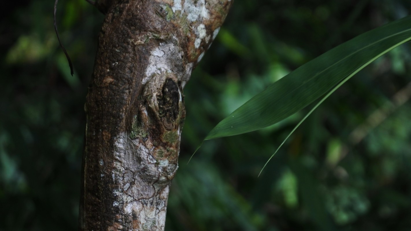 Hawai‘i just launched a new invasive species dashboard, which aims to document and coordinate management efforts.
