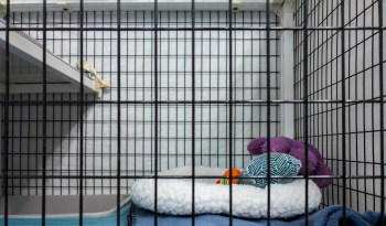 A 35-day-old male African lion cub was seized by Turkish authorities after being smuggled into the country.