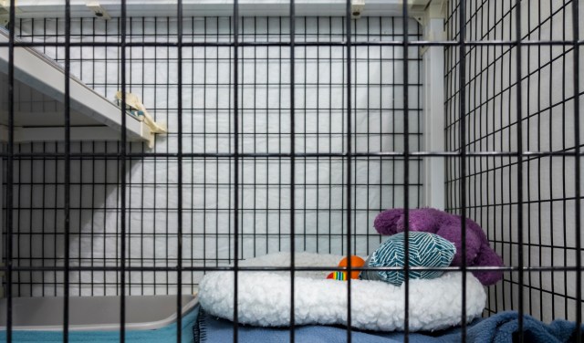 A 35-day-old male African lion cub was seized by Turkish authorities after being smuggled into the country.