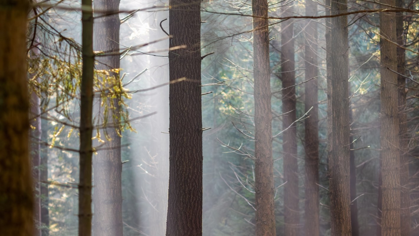 Volunteers made remarkable discoveries of two tiny moth species in Hampshire while surveying at the Pamber Forest Nature Reserve.