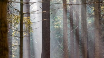 Volunteers made remarkable discoveries of two tiny moth species in Hampshire while surveying at the Pamber Forest Nature Reserve.