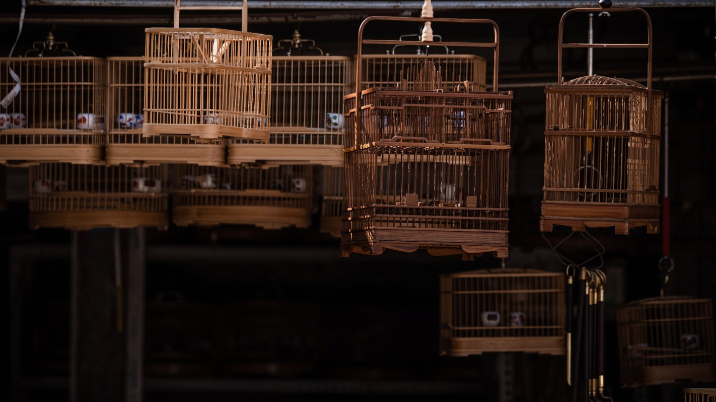 A Prairie Grove resident received a ticket after posting baby opossums for sale online at $100 per animal.