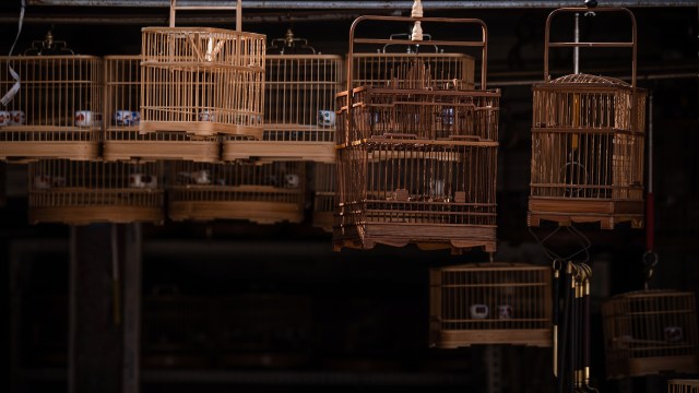 A Prairie Grove resident received a ticket after posting baby opossums for sale online at $100 per animal.