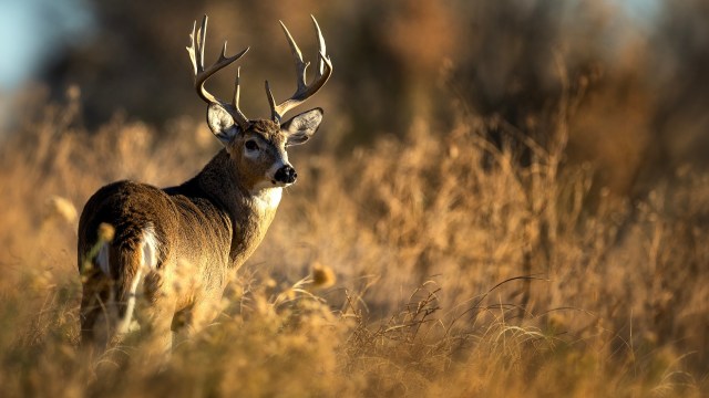 The Illinois Department of Natural Resources is clamping down on the use of AI, drones, and e-bikes for deer hunting to encourage ethical hunting practices.