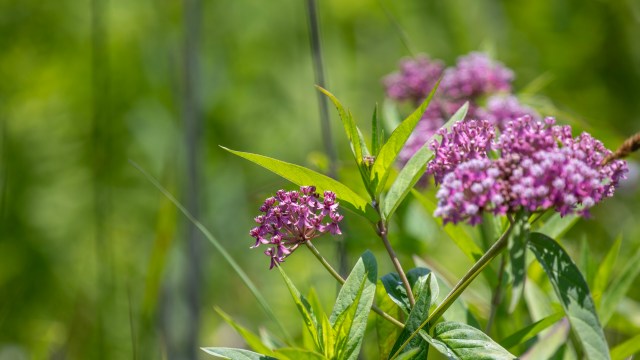 A proud homeowner shared the amazing transformation of part of their grassy lawn into a beautiful pollinator patch.