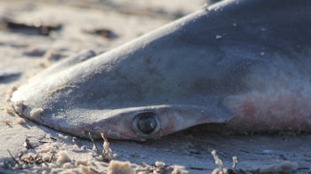 Scientists discovered plastic in the stomach of a dead shark that washed up on a Scottish beach, highlighting the extent of ocean pollution.