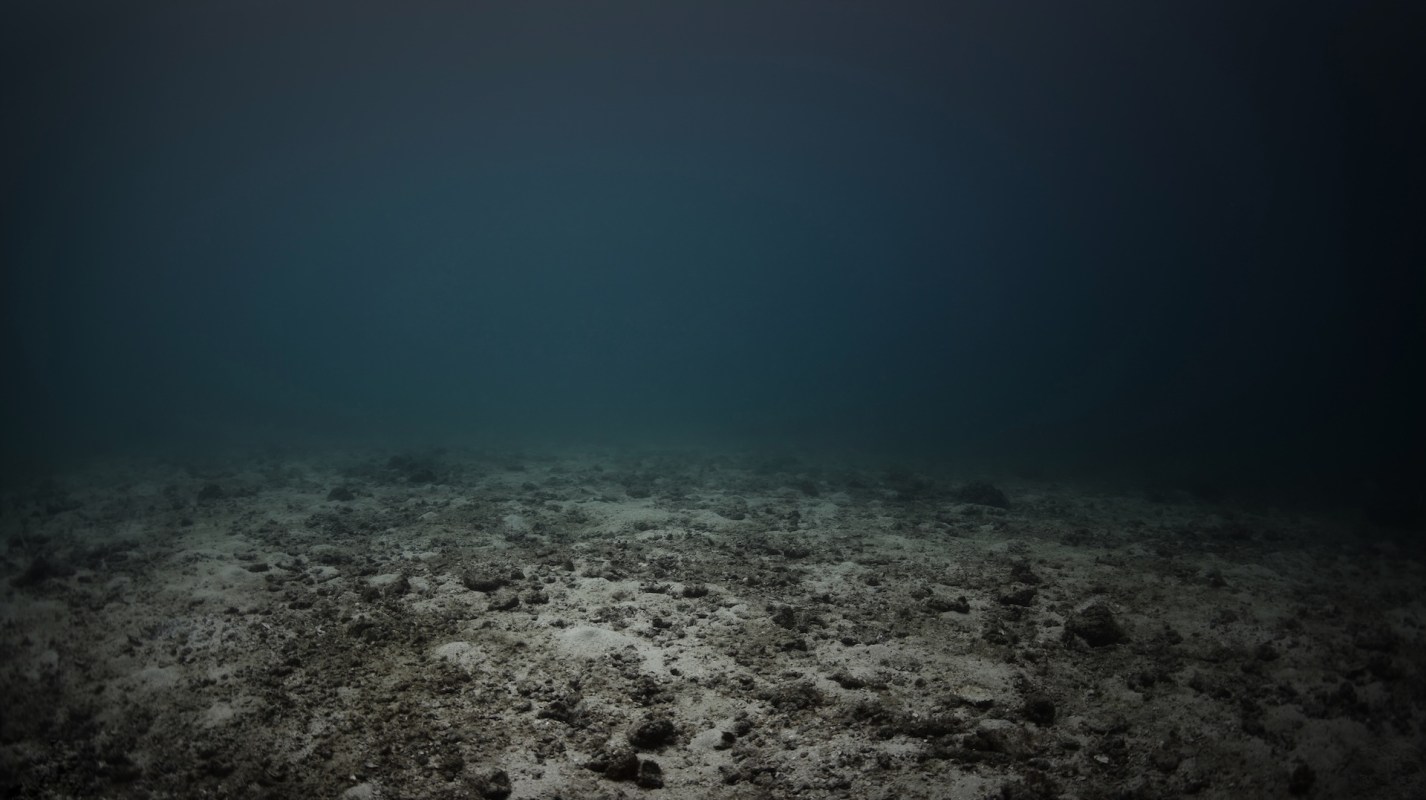 Scientists discovered a brand-new species of sea anemone and it's got a special relationship with a common crab.