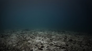 Scientists discovered a brand-new species of sea anemone and it's got a special relationship with a common crab.