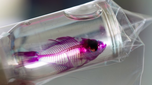 A study at the University of Bonn revealed a microplastic-filtering technology modeled after fish gill arches.
