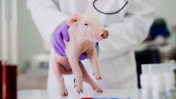 Researchers found that young pigs' eating microplastics showed changes in how their pancreas worked.