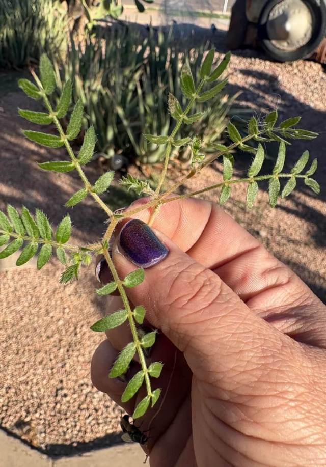 One Reddit user shared photos of a goatshead puncture vine, a notoriously stubborn invasive species known for its sharp, tire-flattening seed pods.