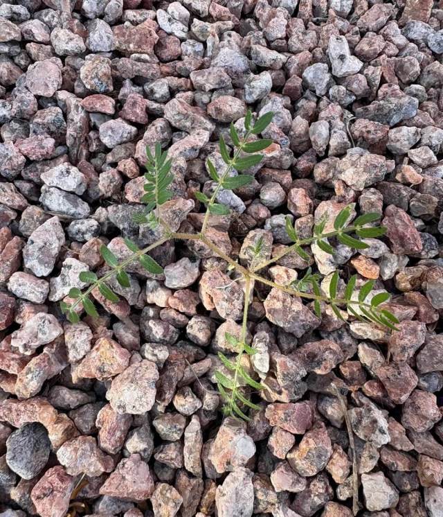 One Reddit user shared photos of a goatshead puncture vine, a notoriously stubborn invasive species known for its sharp, tire-flattening seed pods.