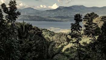 An individual was arrested in the Philippines for illegally gathering forest products to sell them.