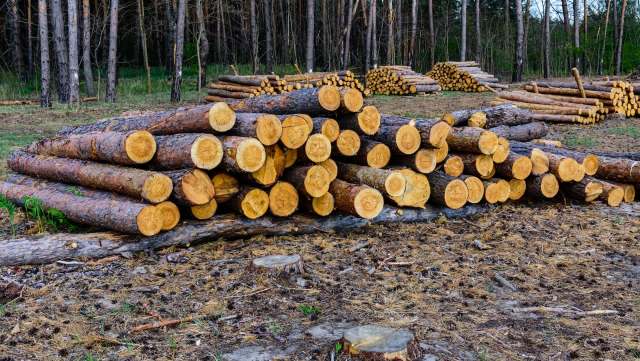 Three men were fined over $6,000 for illegal logging in Saskatchewan's provincial forest.