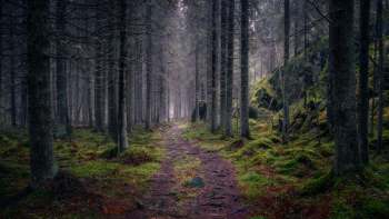 Authorities held an Australian man accountable for illegal tire dumping near the Pimpama bushlands by fining him over $3,970.