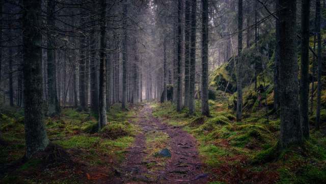 Authorities held an Australian man accountable for illegal tire dumping near the Pimpama bushlands by fining him over $3,970.