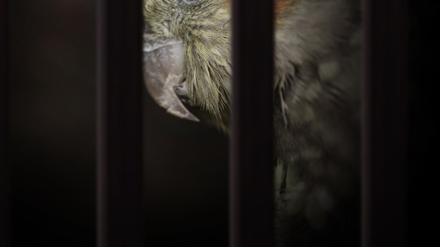 A new study has identified a set of factors that could help predict whether a particular bird species is at risk of illegal wildlife trafficking.