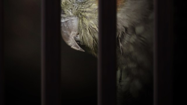 A new study has identified a set of factors that could help predict whether a particular bird species is at risk of illegal wildlife trafficking.