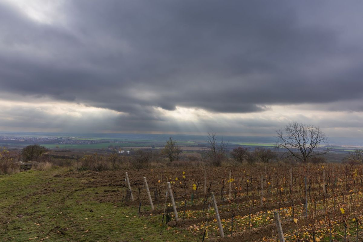 Invasive zebra mussels have been found in the Colorado River, posing a threat to local farmers and their irrigation systems.