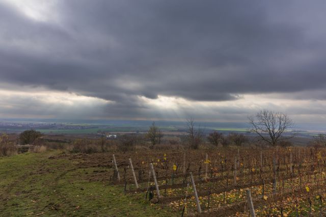 Invasive zebra mussels have been found in the Colorado River, posing a threat to local farmers and their irrigation systems.