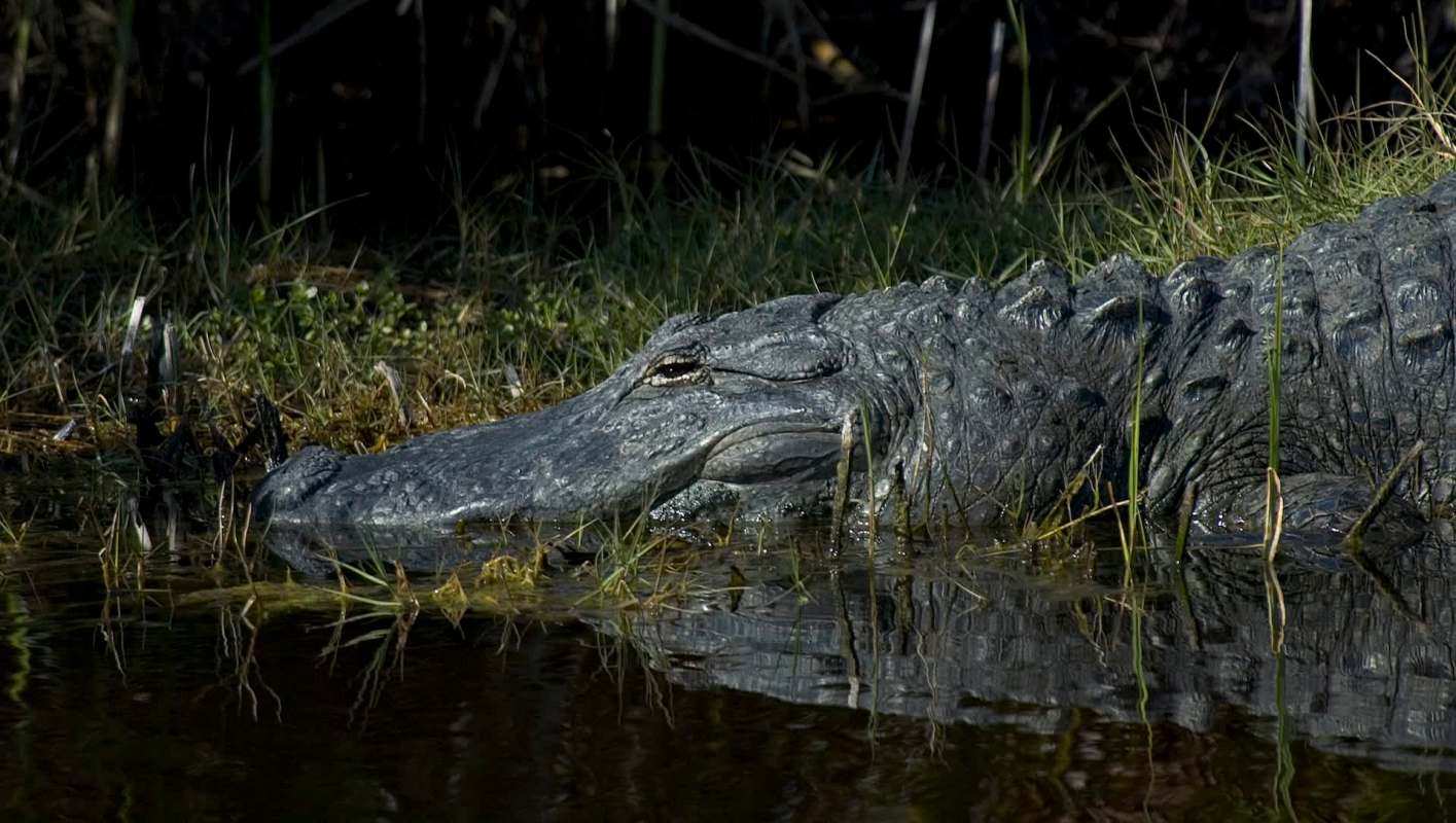 Researchers working in Georgia's swamps discovered something alarming in alligator blood, raising concerns about human health and safety.
