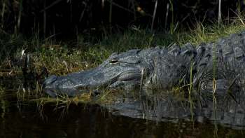 Researchers working in Georgia's swamps discovered something alarming in alligator blood, raising concerns about human health and safety.