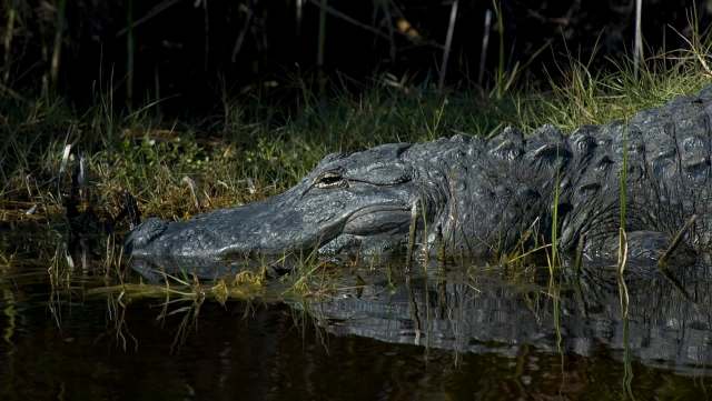 Researchers working in Georgia's swamps discovered something alarming in alligator blood, raising concerns about human health and safety.