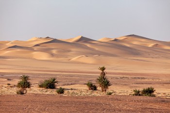 The scimitar-horned oryx was sustainably hunted by desert nomads for centuries, but their reintroduction could help curb the Sahara Desert's expansion.