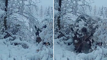 The trail camera's footage, initially taken in 2021, was reposted by Yukon Wildlife Cams. It shows a hefty, snow-covered grizzly bear treating the viewer to an extreme close-up as it looks right into the camera.