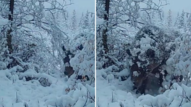 The trail camera's footage, initially taken in 2021, was reposted by Yukon Wildlife Cams. It shows a hefty, snow-covered grizzly bear treating the viewer to an extreme close-up as it looks right into the camera.