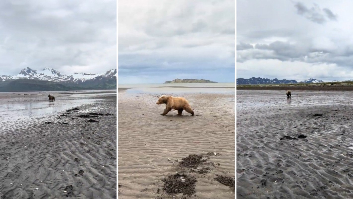 Wildlife biologist Anna and her team had a close encounter with a brown bear, and she shared the terrifying moment on TikTok.