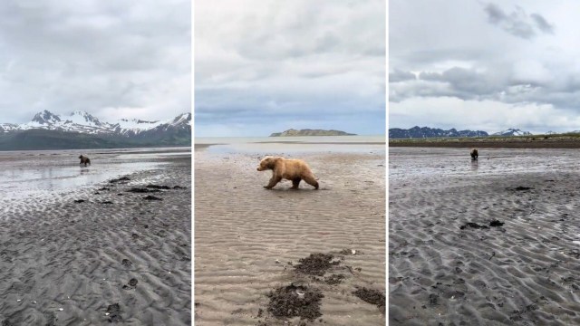 Wildlife biologist Anna and her team had a close encounter with a brown bear, and she shared the terrifying moment on TikTok.