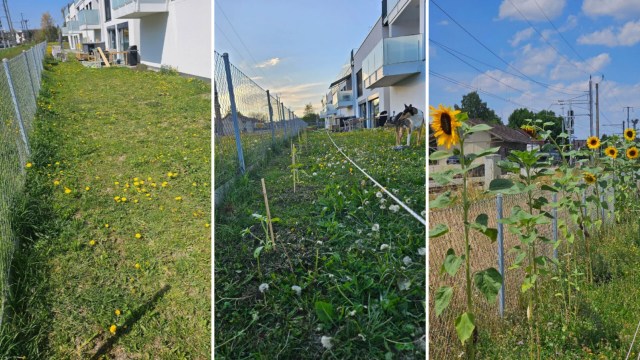 Landlords are notoriously strict and inflexible, which is why a renter's bold garden transformation is pleasantly surprising.