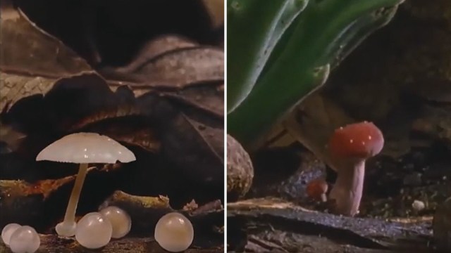 A Reddit user shared a mind-blowing video of wild mushrooms growing, and people can't get enough of the mesmerizing footage.
