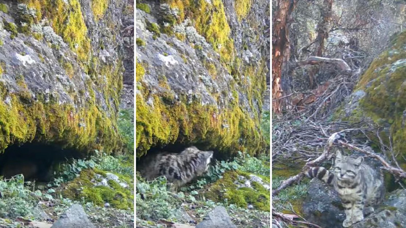 Conservationists captured incredibly rare footage of the Andean mountain cat, one of the planet's most elusive cats.