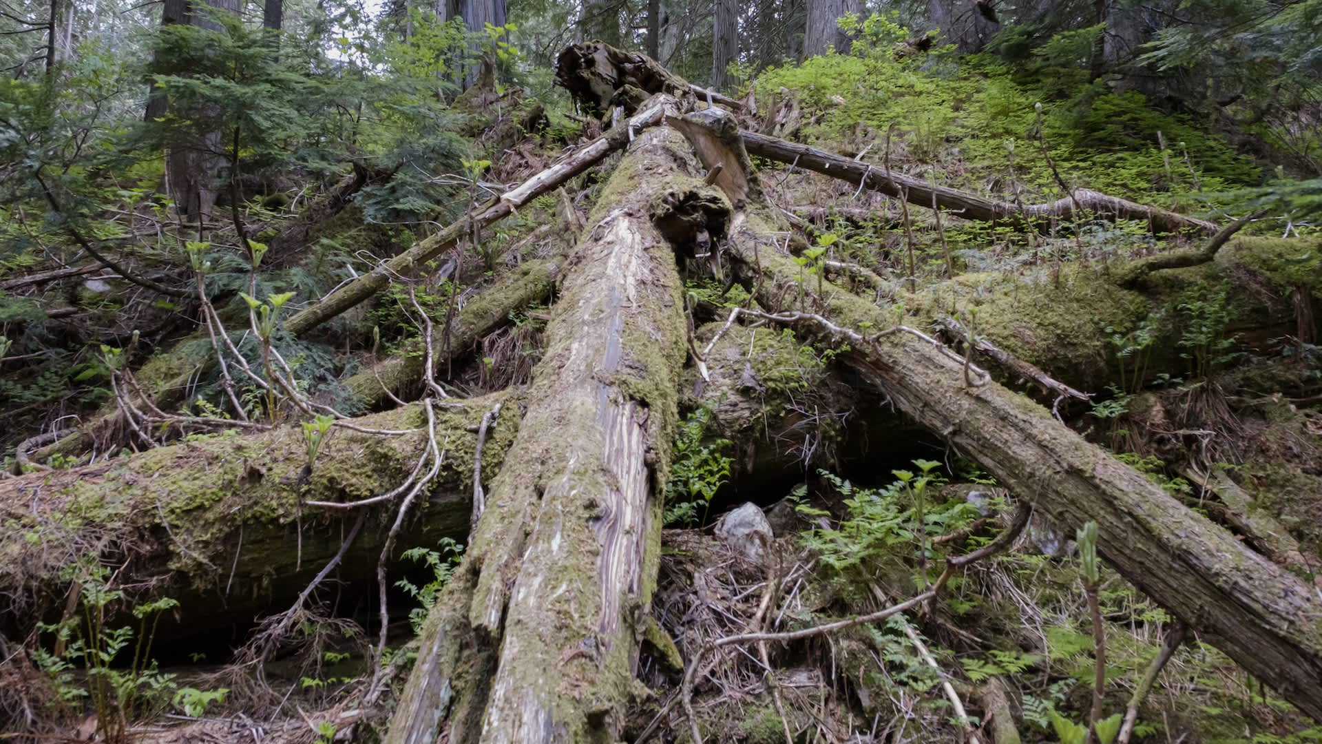 Scientists issue warning as dangerous tree fueling rare condition spreads across US region: 'There is certainly evidence now'