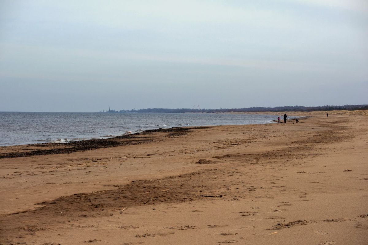 Residents near Chesil Beach in the UK were shocked to discover a dead Risso's dolphin washed up on the shore.