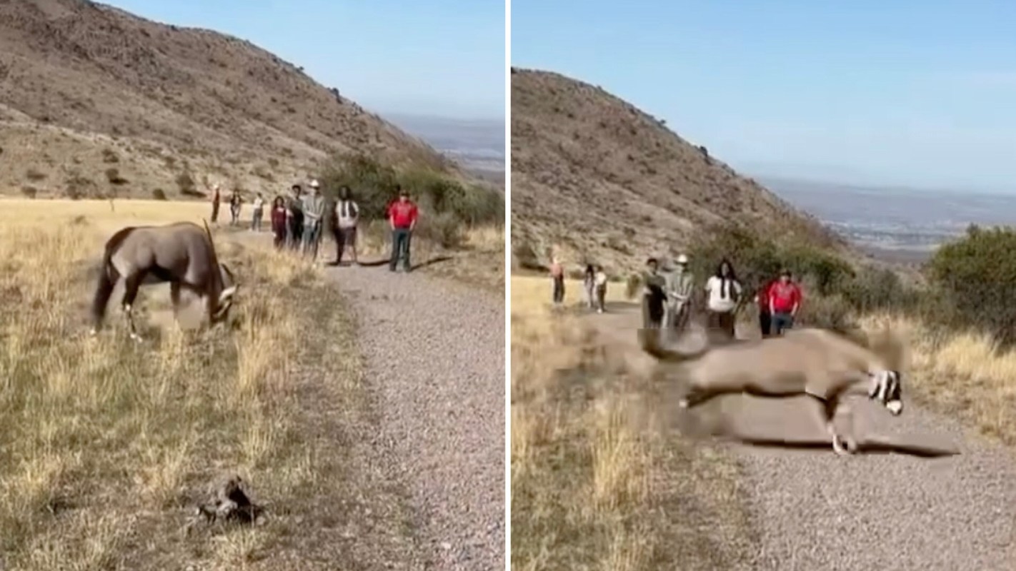 The gemsbok's (also known as the South African oryx) ability to reach speeds of 35 miles per hour is notable.