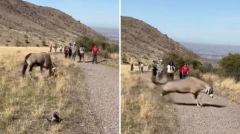 The gemsbok's (also known as the South African oryx) ability to reach speeds of 35 miles per hour is notable.