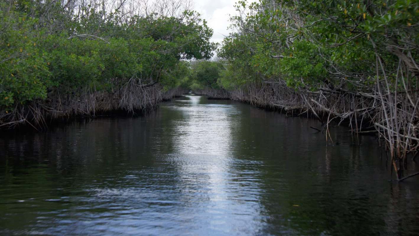 Researchers from Florida International University discovered Asian swamp eels in the Florida Everglades.